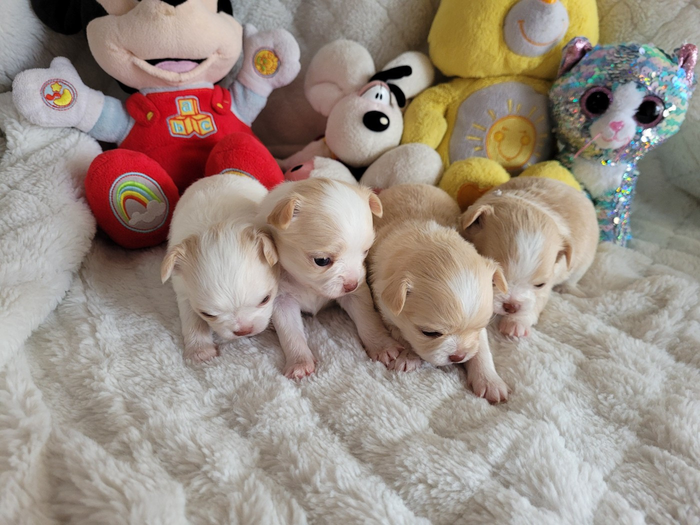 Chiots nées en 2023