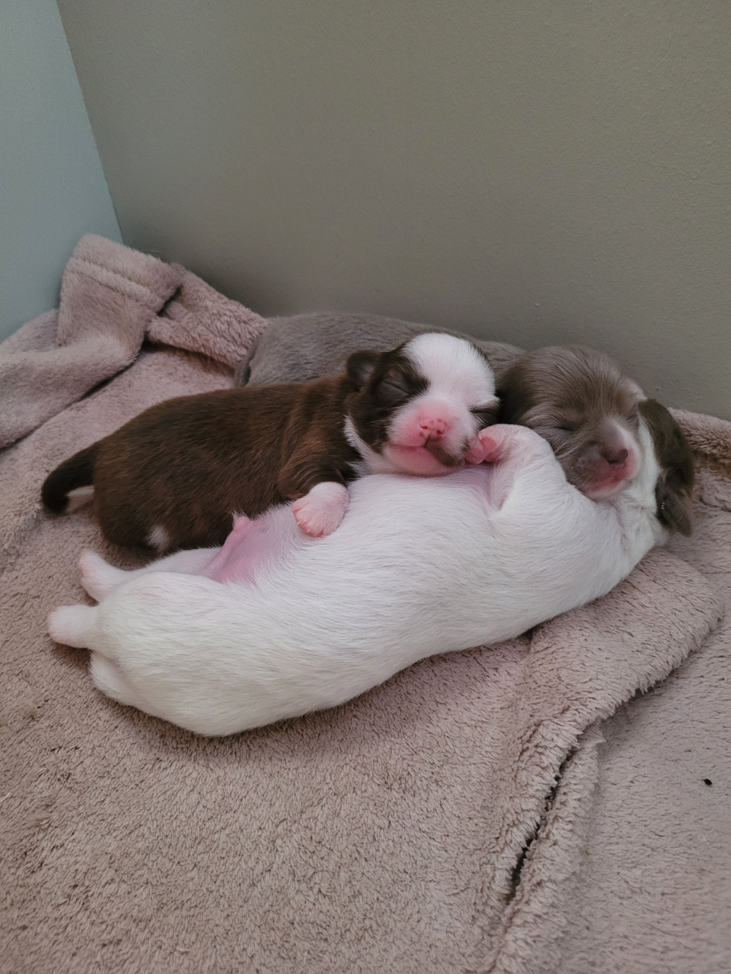 Chiots nées en 2025
