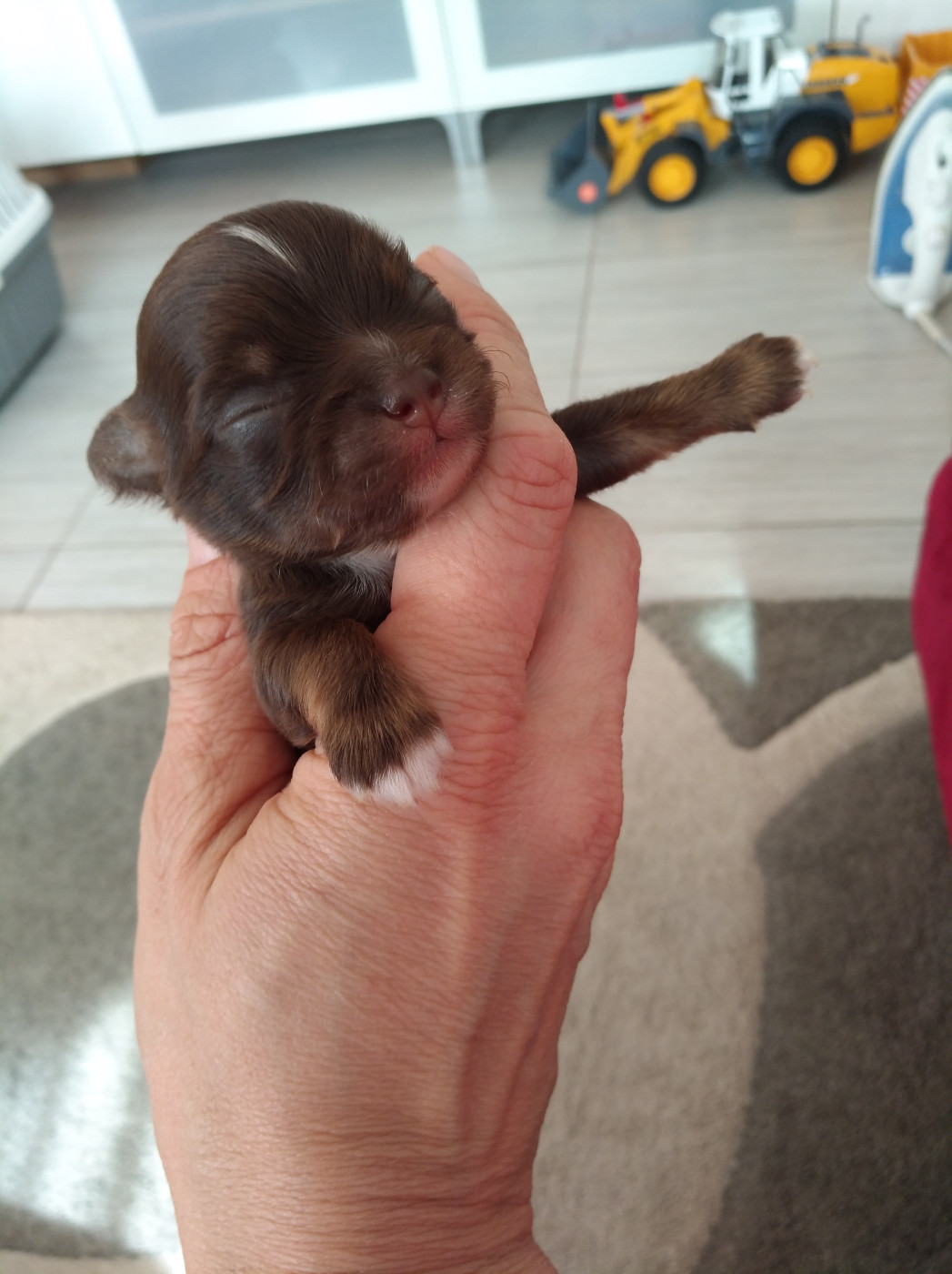 Chiot née en 2019