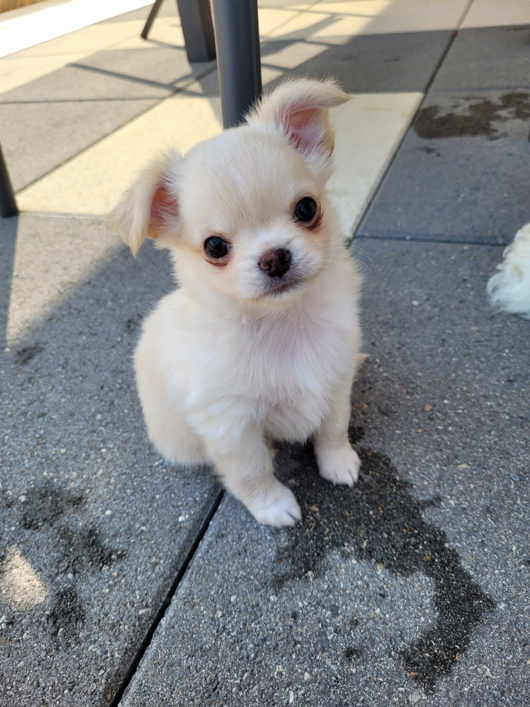 Des Amours Célestes - Chiots disponibles - Chihuahua